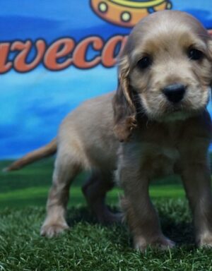 Cocker Inglés macho