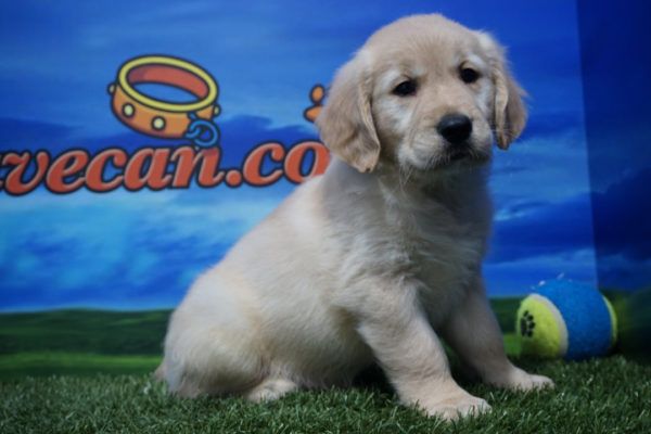 Golden Retriever macho