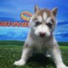 Siberian Husky hembra