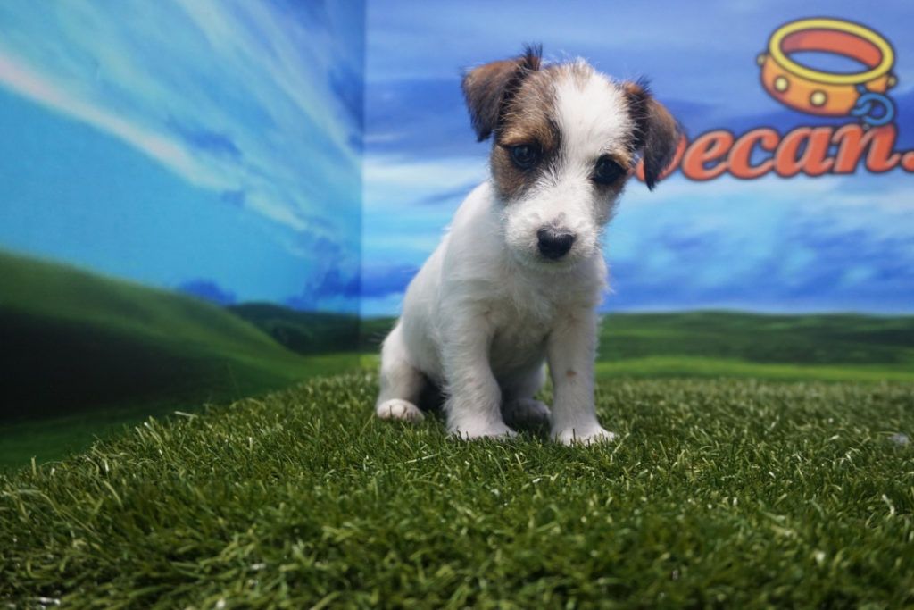 Jack Russell hembra - Comprar perros y cachorros. Consulta precio