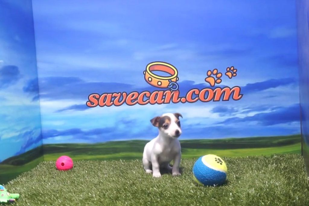 Jack Russell hembra - Comprar perros y cachorros. Consulta precio
