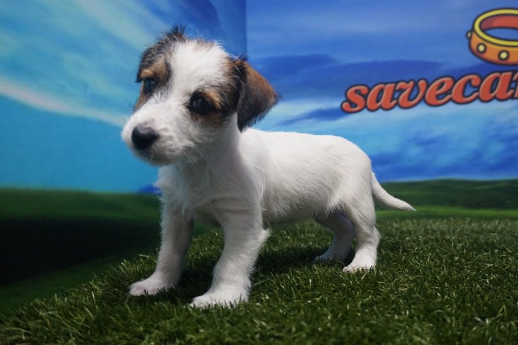 Jack Russell hembra - Comprar perros y cachorros. Consulta precio