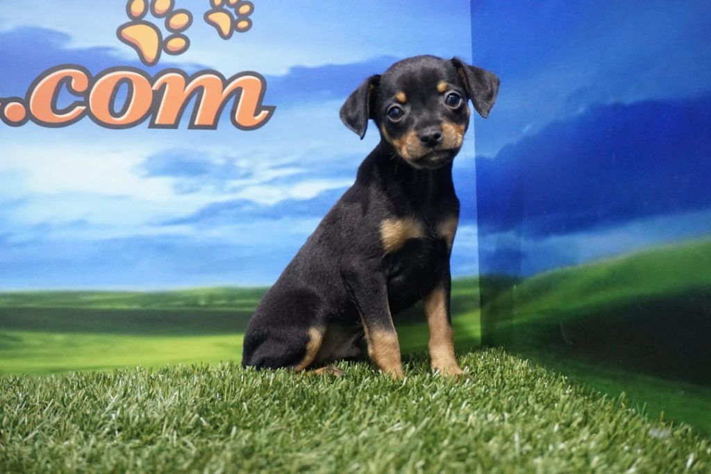 Pinscher Mini macho Comprar perros y cachorros. Consulta precio