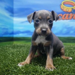 Pinscher Mini macho