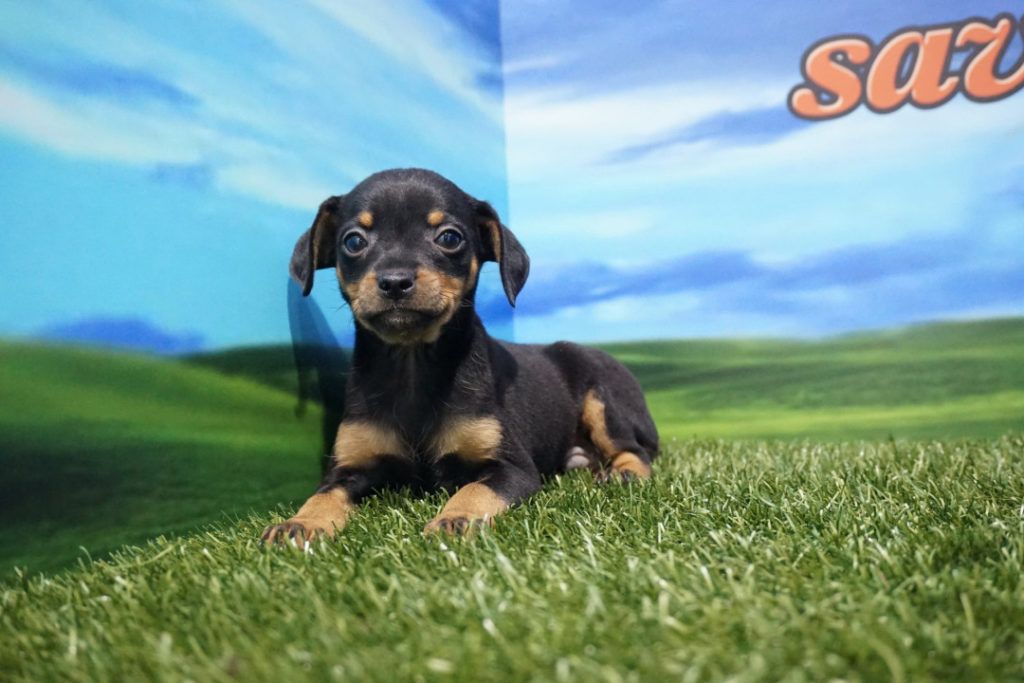 Pinscher Mini macho Comprar perros y cachorros. Consulta precio
