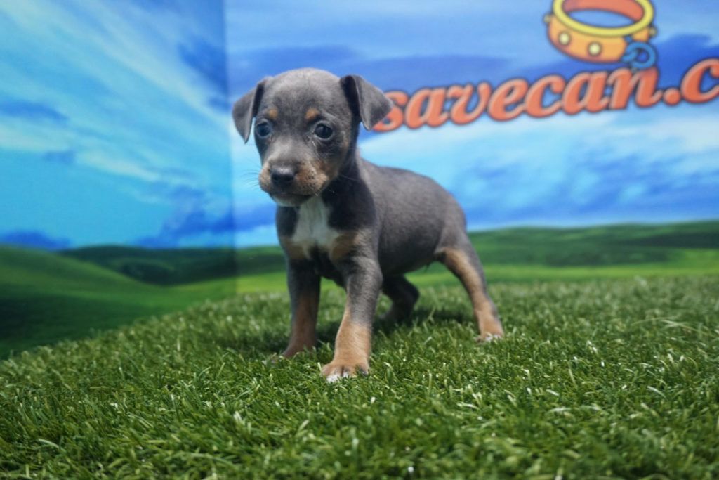 Pinscher Mini macho Comprar perros y cachorros. Consulta precio