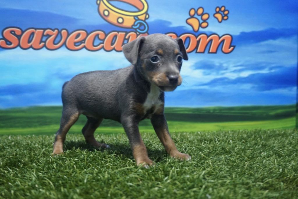 Pinscher Mini macho Comprar perros y cachorros. Consulta precio