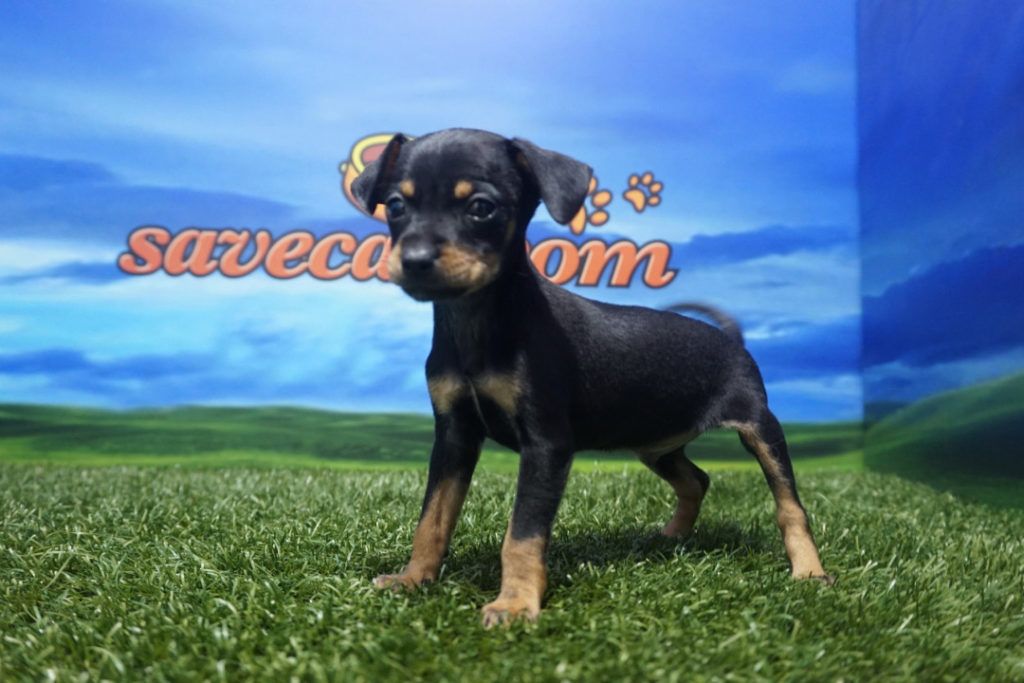 Pinscher Mini macho Comprar perros y cachorros. Consulta precio