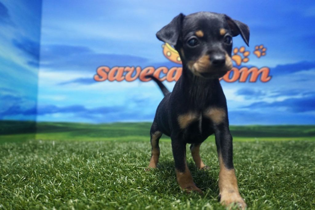 Pinscher Mini macho Comprar perros y cachorros. Consulta precio