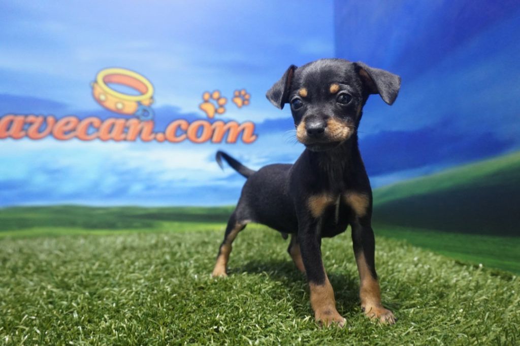 Pinscher Mini macho Comprar perros y cachorros. Consulta precio