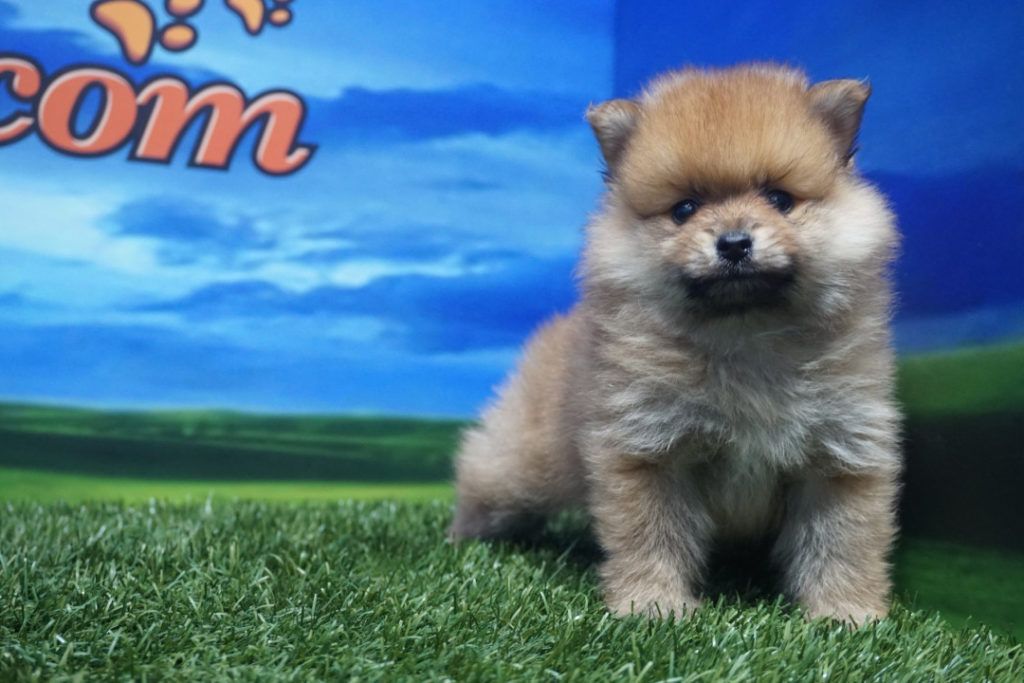 Lulú de Pomerania hembra Comprar perros y cachorros. Consulta precio
