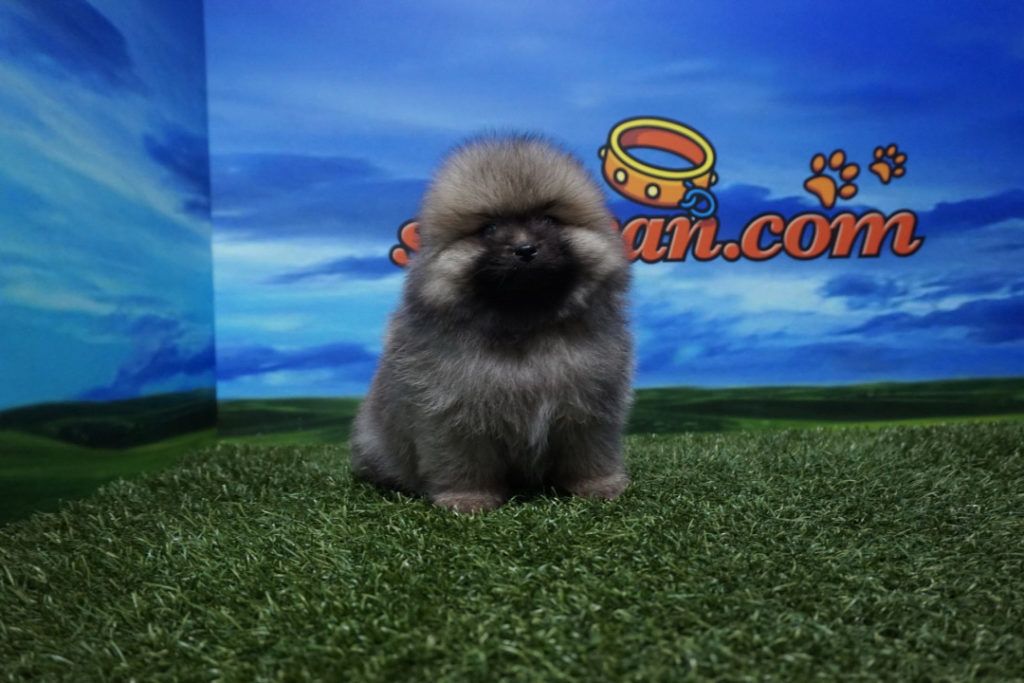 Lulú de Pomerania hembra Comprar perros y cachorros. Consulta precio