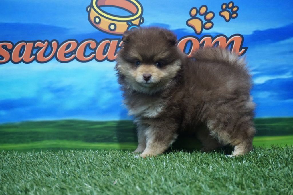 Lulú de Pomerania macho Comprar perros y cachorros. Consulta precio