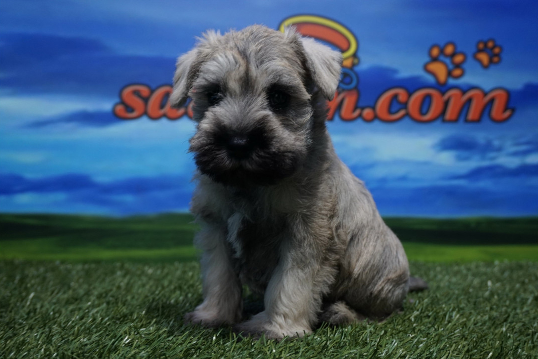 Schnauzer Miniatura macho - perros y cachorros. precio online. Venta de perros Valencia y Alicante