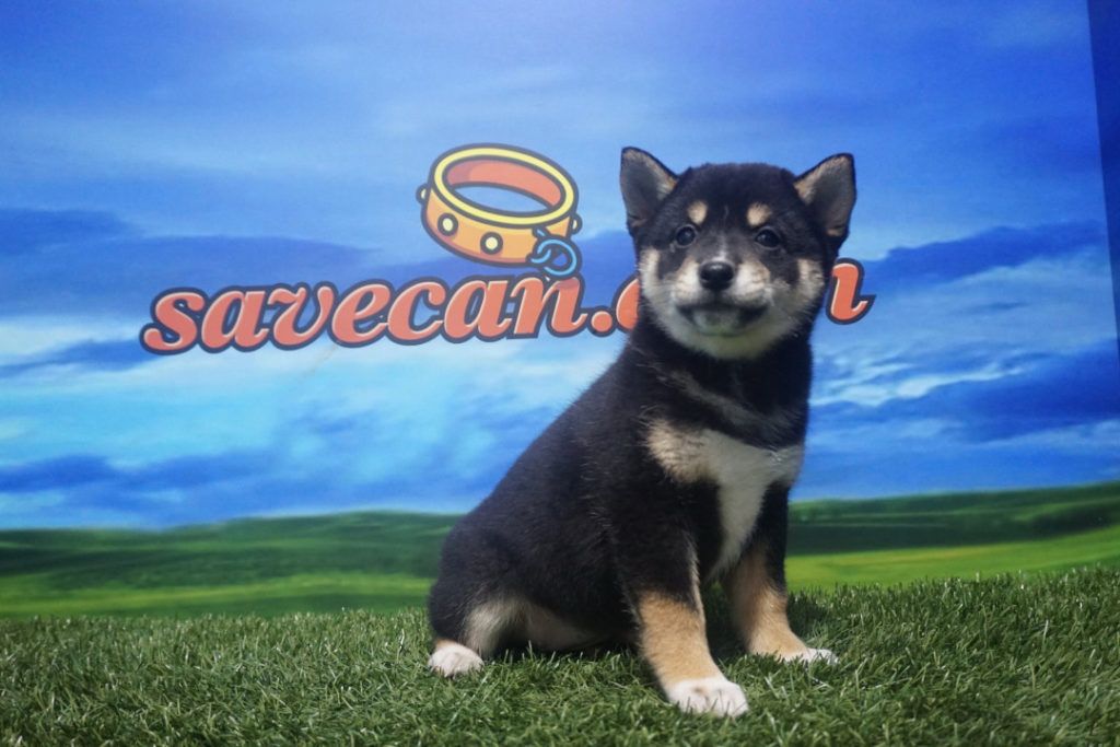 Shiba Inu hembra - Comprar perros y cachorros. Consulta ...
