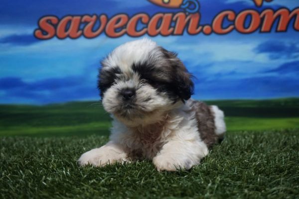 Shih Tzu hembra