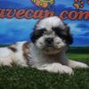 Shih Tzu hembra