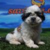 Shih Tzu hembra