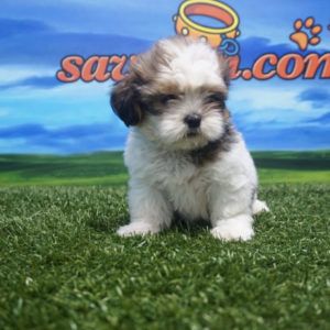 Shih Tzu hembra