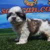 Shih Tzu hembra