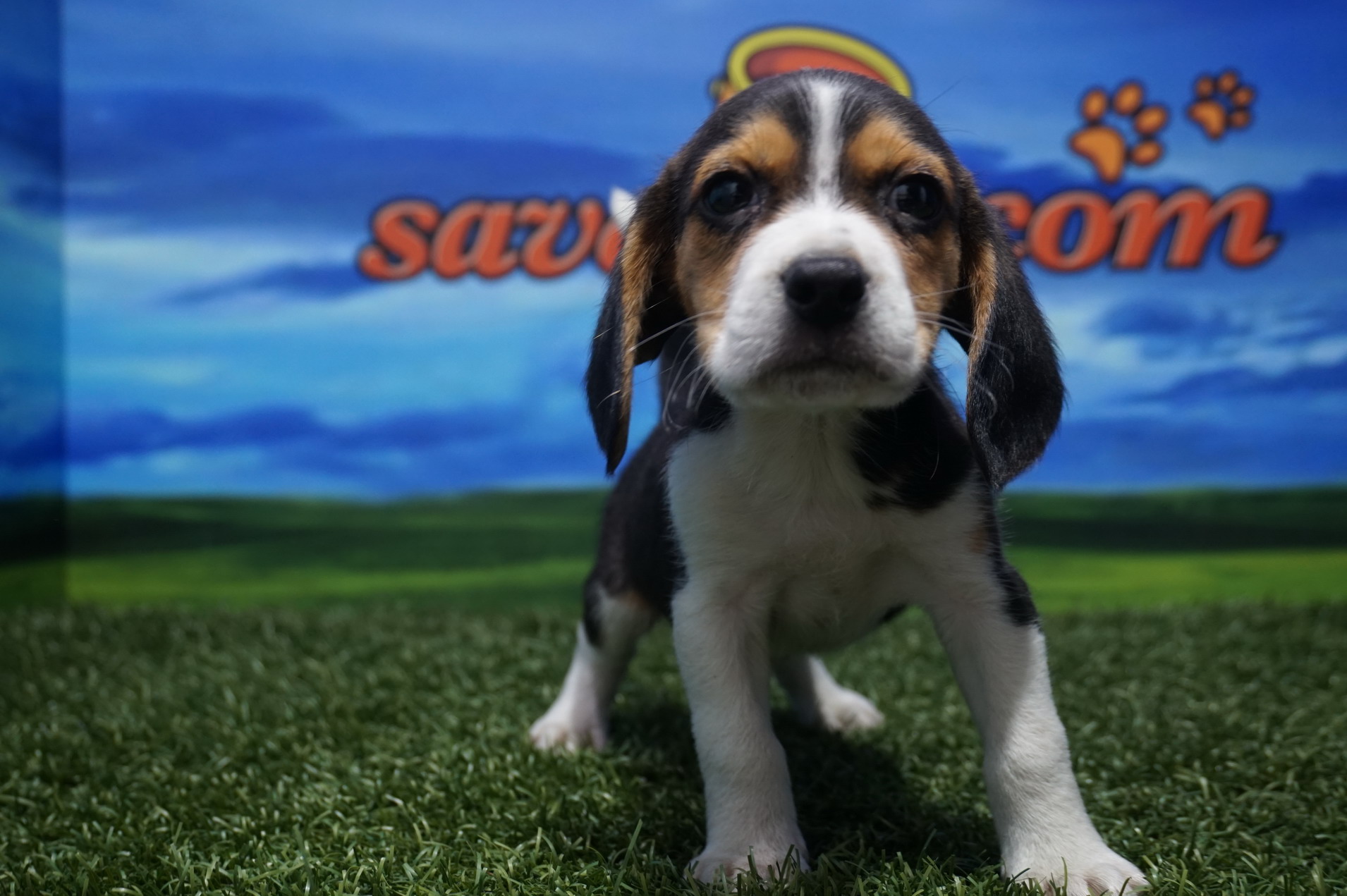 Beagle macho tricolor - perros y cachorros. precio online. Venta de perros en Valencia