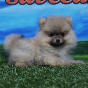 Lulú de Pomerania macho