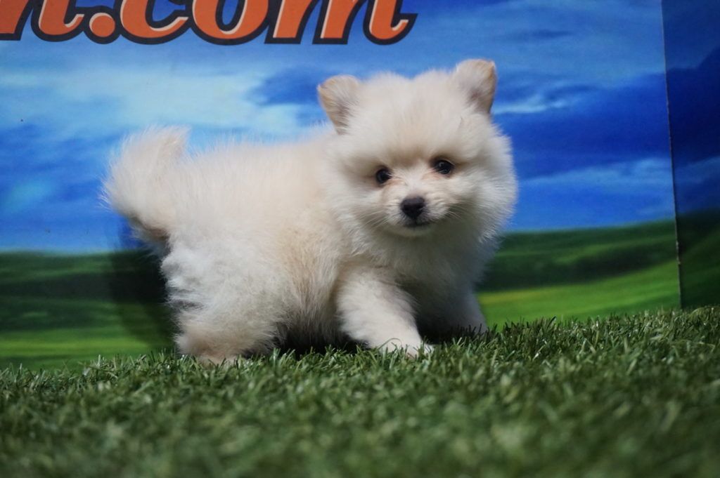Lulú de Pomerania Macho Comprar perros y cachorros. Consulta precio