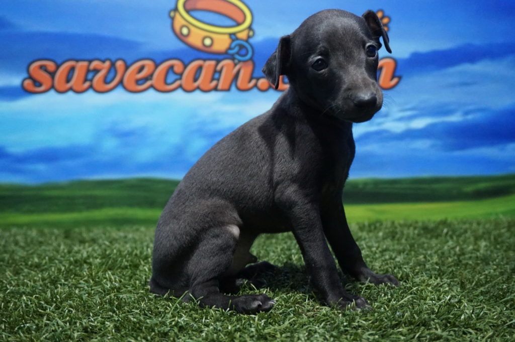 Piccolo Italiano Macho Comprar perros y cachorros. Consulta precio