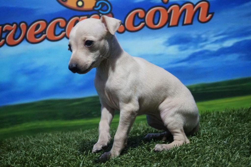 Piccolo Italiano Hembra Comprar perros y cachorros. Consulta precio