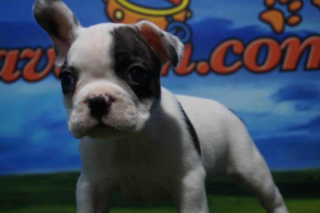 Bulldog Francés Macho - Comprar perros y cachorros ...
