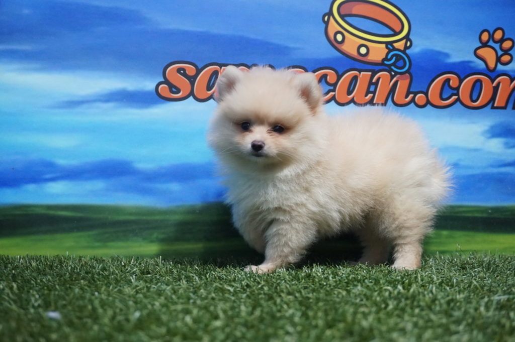 Lulú de Pomerania Macho Comprar perros y cachorros. Consulta precio