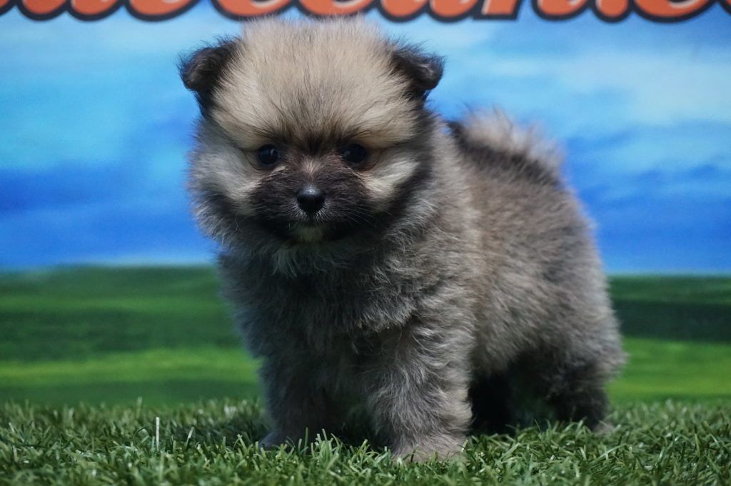 Lulú de Pomerania hembra Comprar perros y cachorros. Consulta precio
