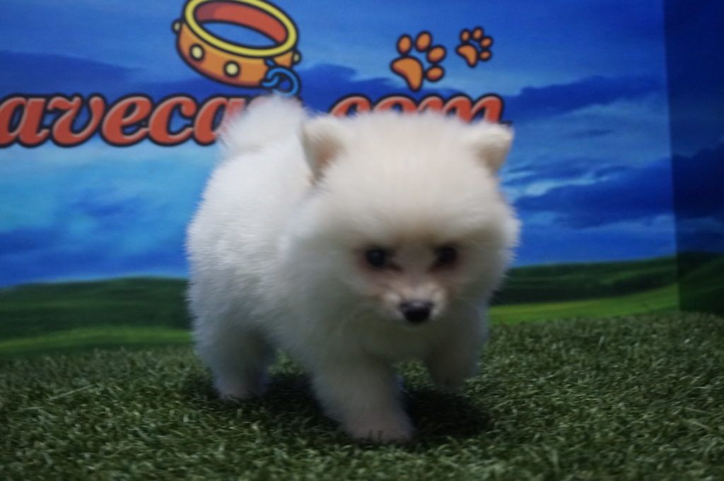 Lulú de Pomerania macho Comprar perros y cachorros. Consulta precio