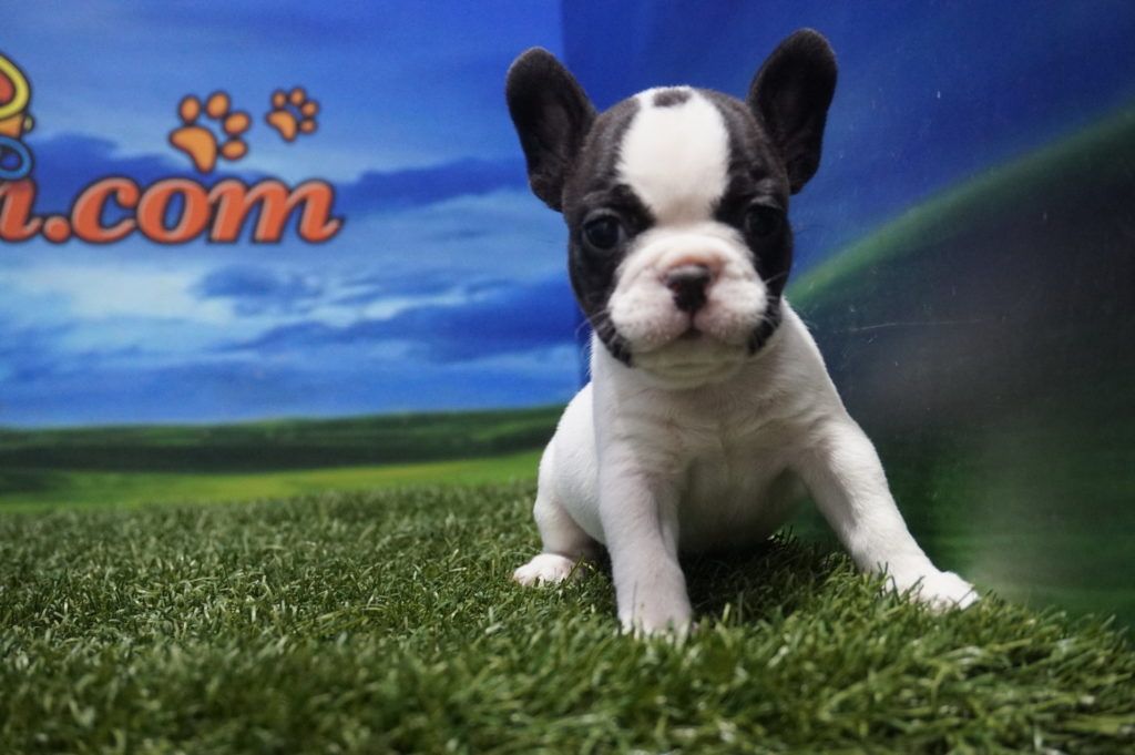 73+ Bulldog Frances Price Pic Bleumoonproductions