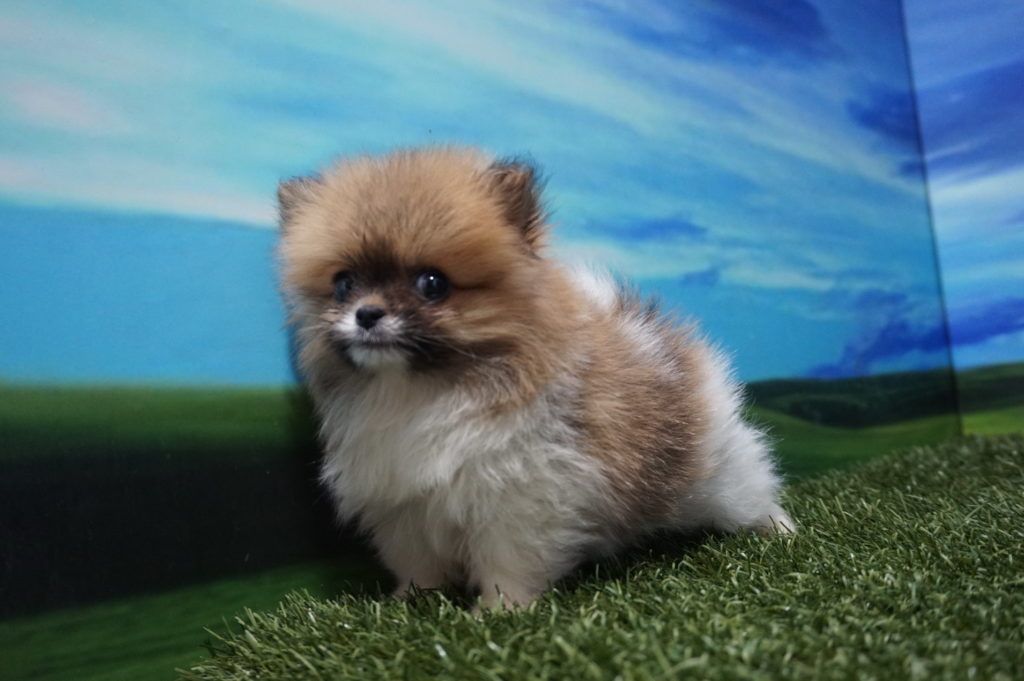 Lulú de Pomerania macho Comprar perros y cachorros. Consulta precio