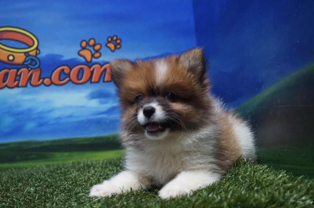 Lulú de Pomerania hembra Comprar perros y cachorros. Consulta precio