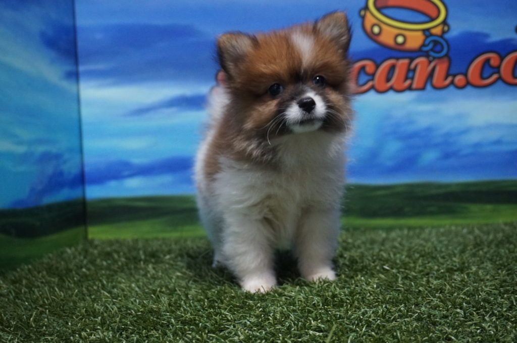 Lulú de Pomerania hembra Comprar perros y cachorros. Consulta precio