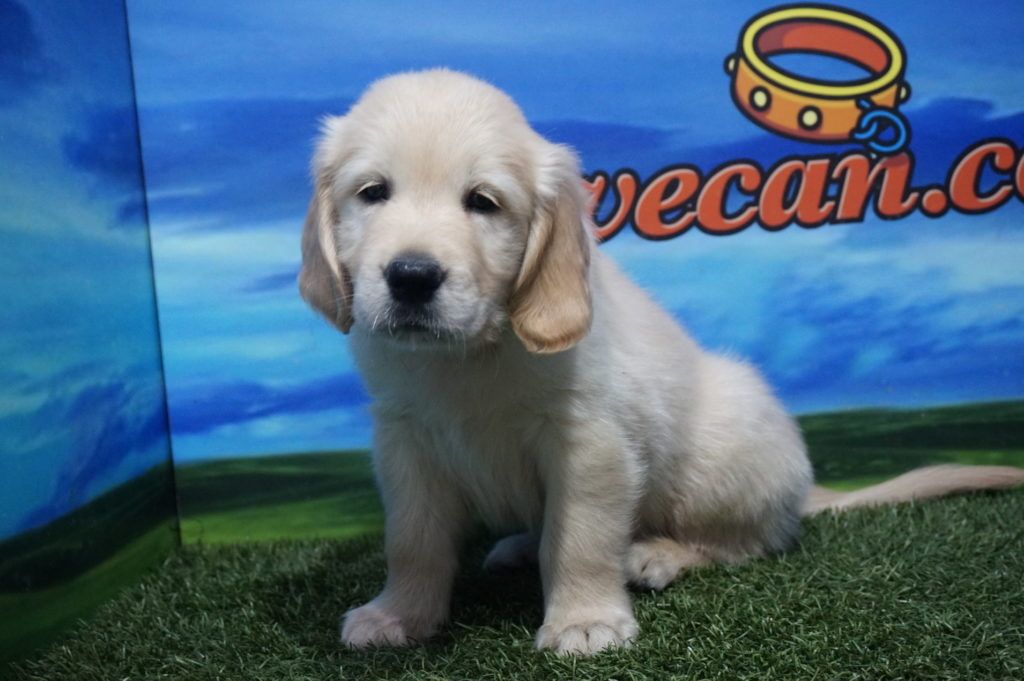 Golden Retriever Macho Comprar Perros Y Cachorros Consulta Precio Online Venta De Perros En Valencia Y Alicante