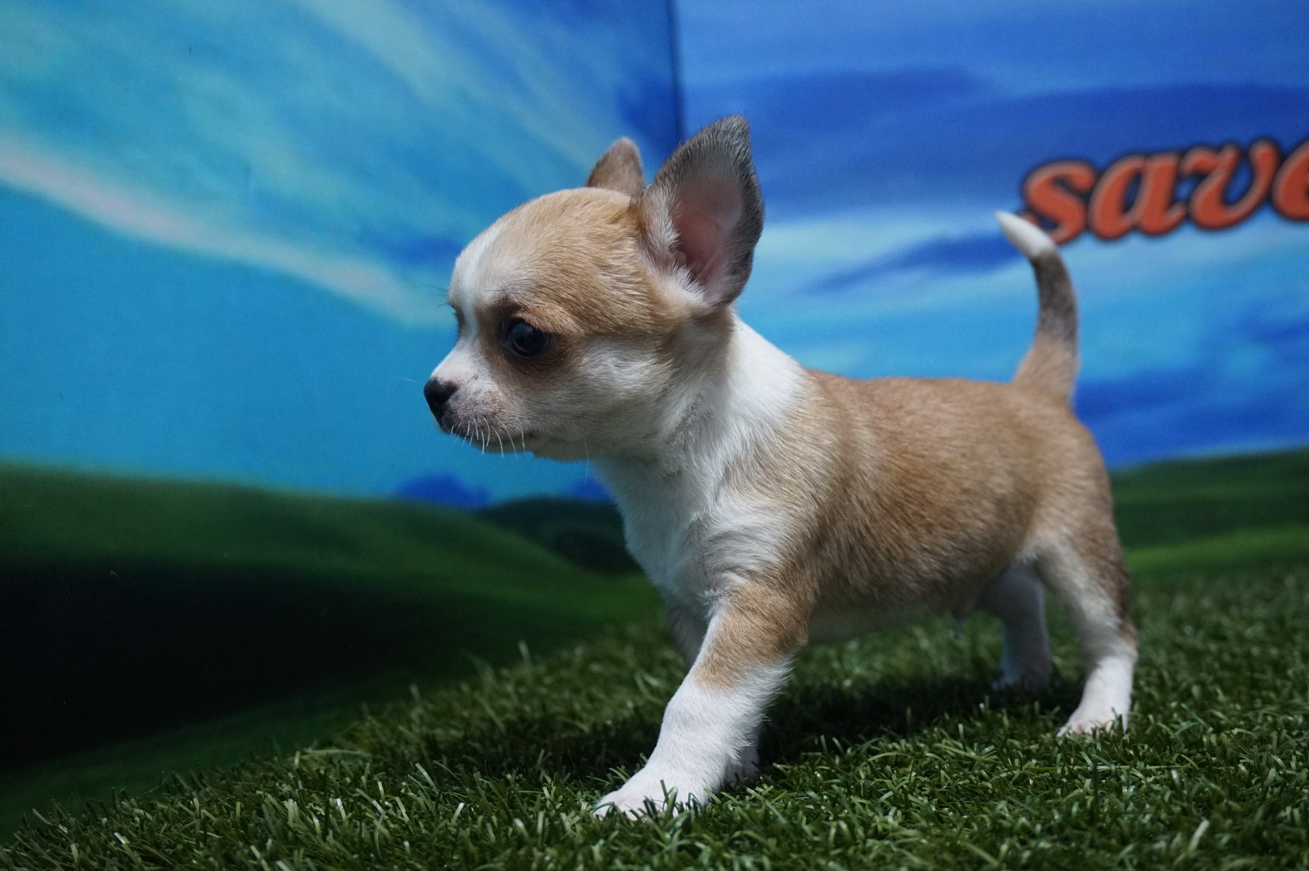 Chihuahua macho Comprar perros y cachorros. Consulta