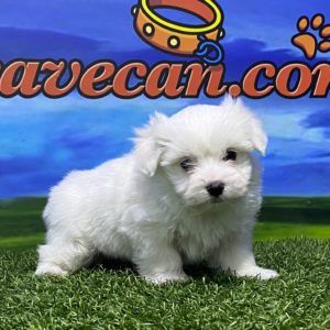 Cachorro Bichón Maltés macho