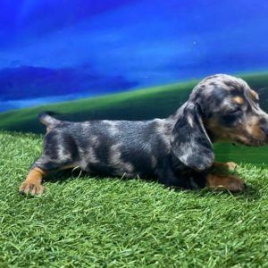 Teckel Macho Merle