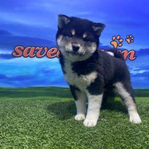 Shiba Inu Macho