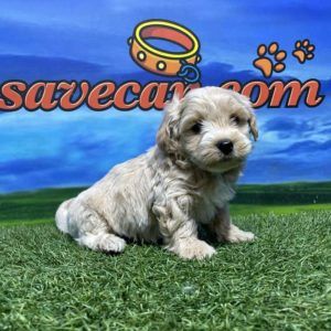 Maltipoo macho