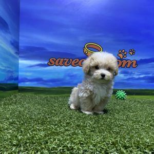 Maltipoo macho