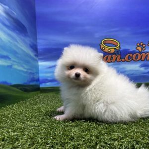 Lulú de Pomerania hembra