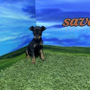 Pinscher Mini macho
