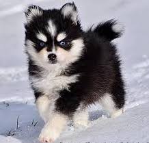 Pomsky