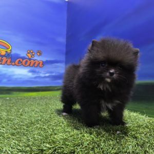 Lulú de Pomerania hembra