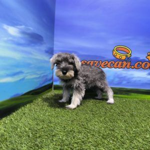 Schnauzer Miniatura macho
