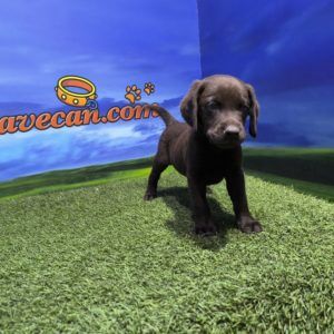 Labrador Retriever Macho
